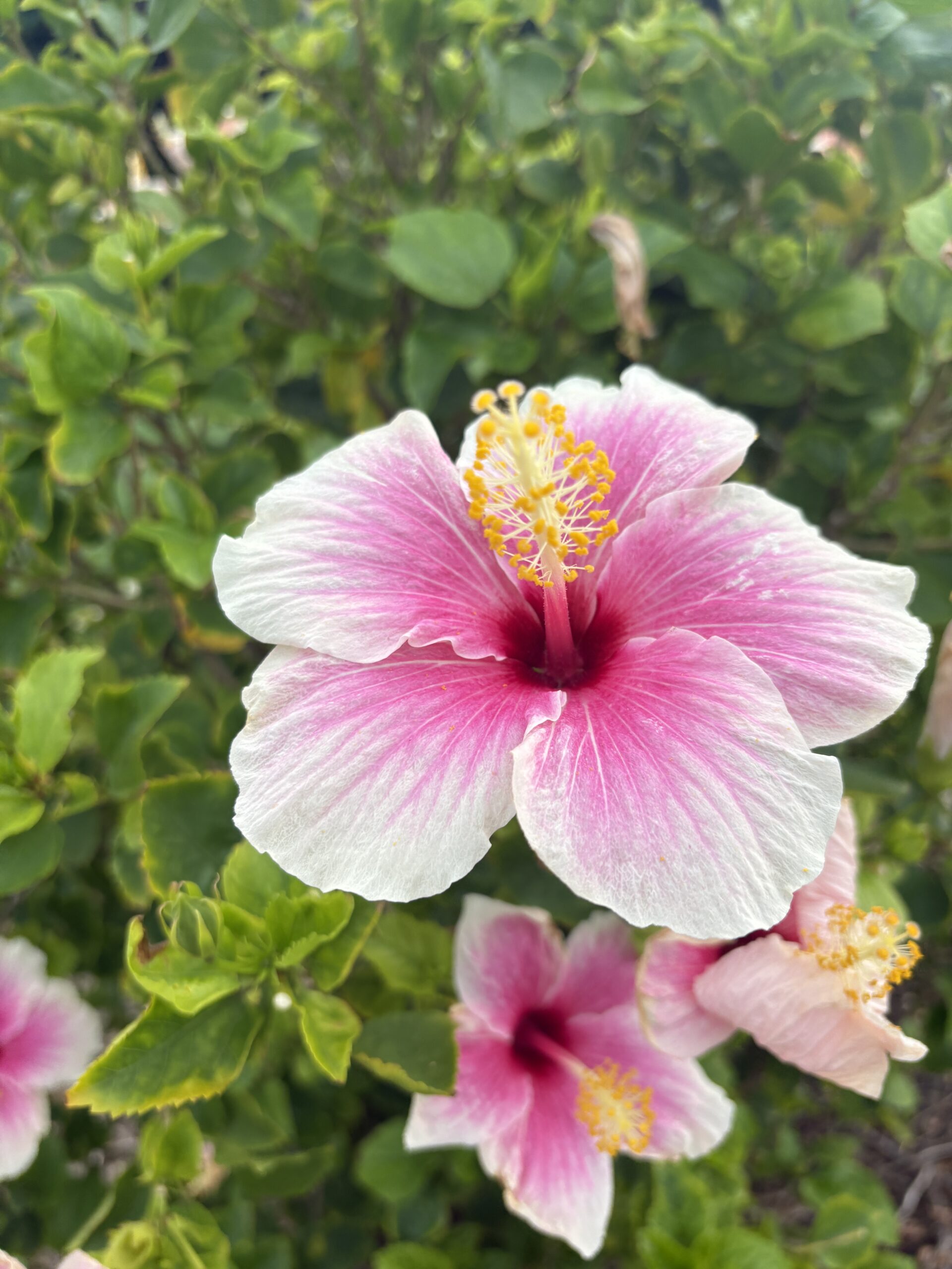 与論島のハイビスカス